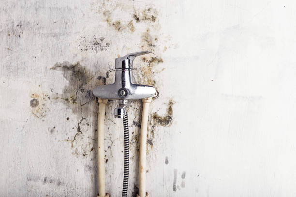 Best Emergency Mold Removal  in Rockford, IL
