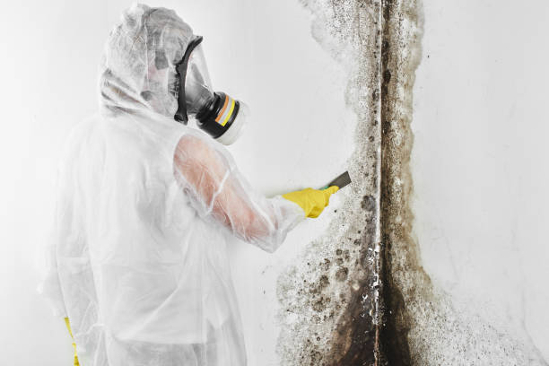 Best Mold Testing  in Rockford, IL