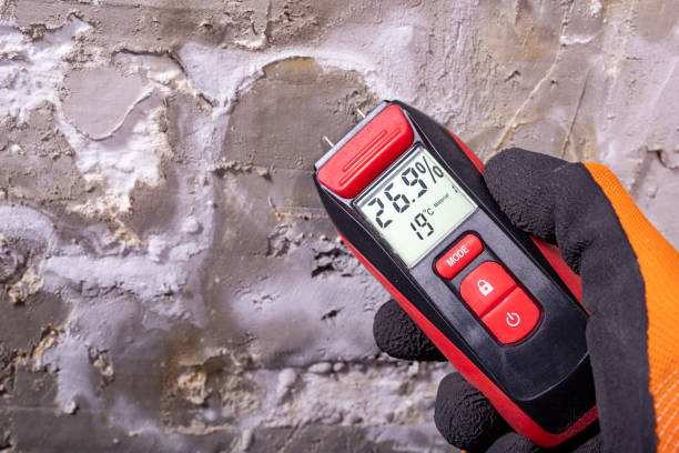 Best Attic Mold Removal  in Rockford, IL