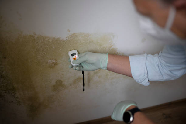 Best Mold Removal Company Near Me  in Rockford, IL