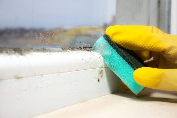 Best Mold Removal Company Near Me  in Rockford, IL