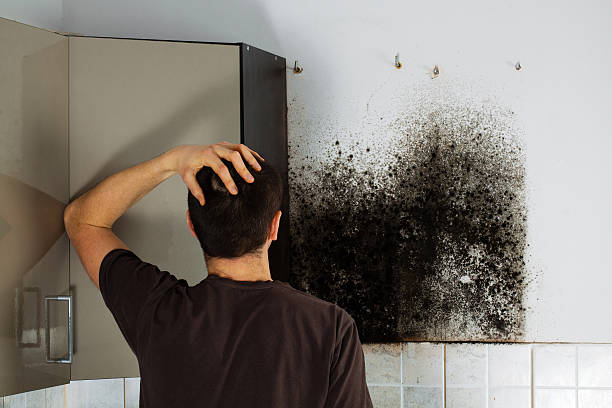 Best Home Mold Removal  in Rockford, IL