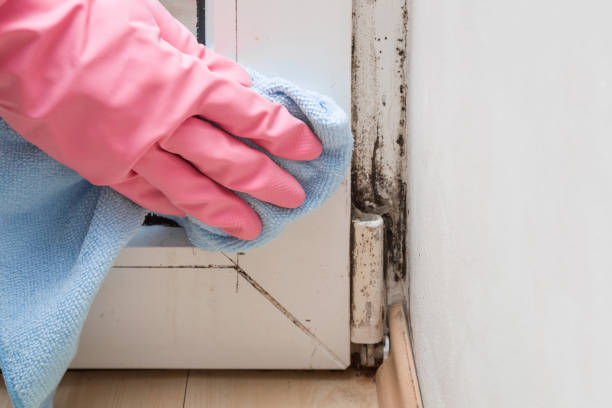Professional Mold Removal in Rockford, IL