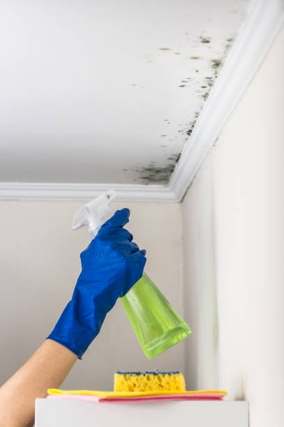 Best Fast Mold Removal  in Rockford, IL
