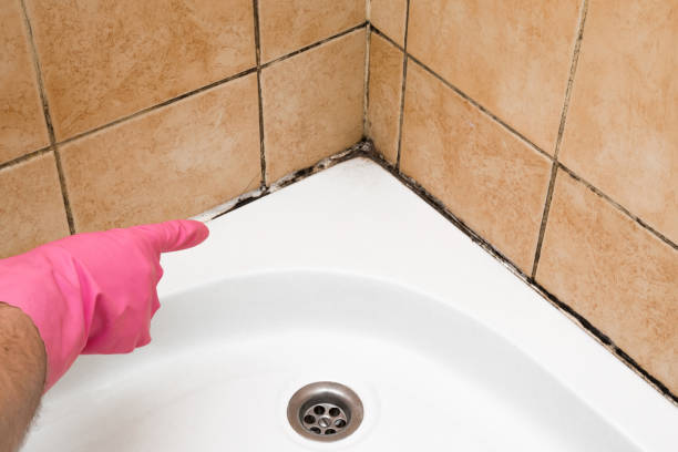 Best Mold Removal Near Me  in Rockford, IL